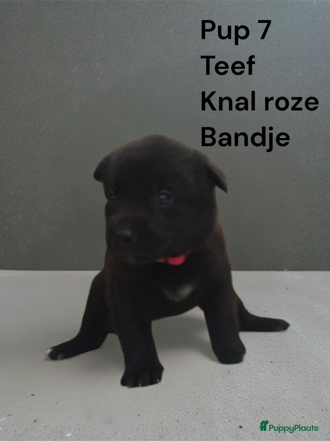 Kruising honden te koop: Kruising mechelse Hollandse herder x duitse herder - Advertentie 5