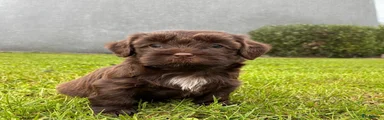 Kruising Puppy 2