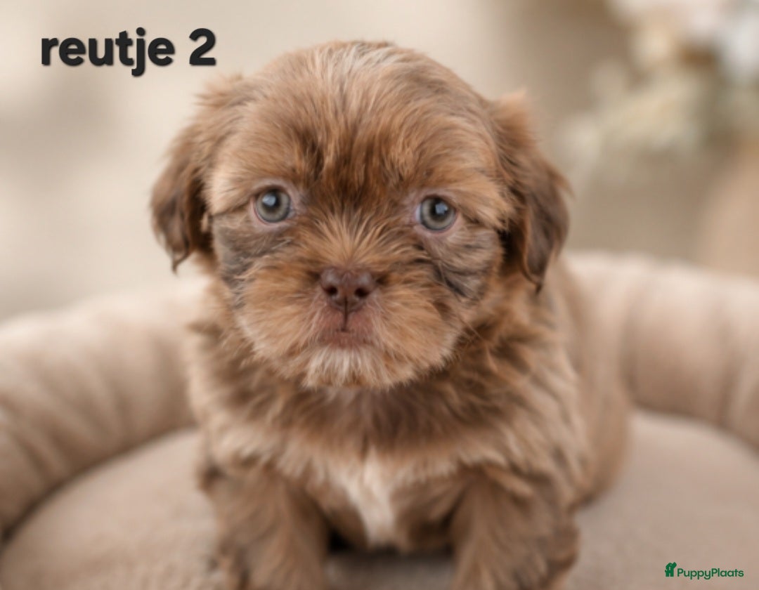 Kruising honden Mooie gezonde boomer pups. Maltezer maal shih tzu - Advertentie 1