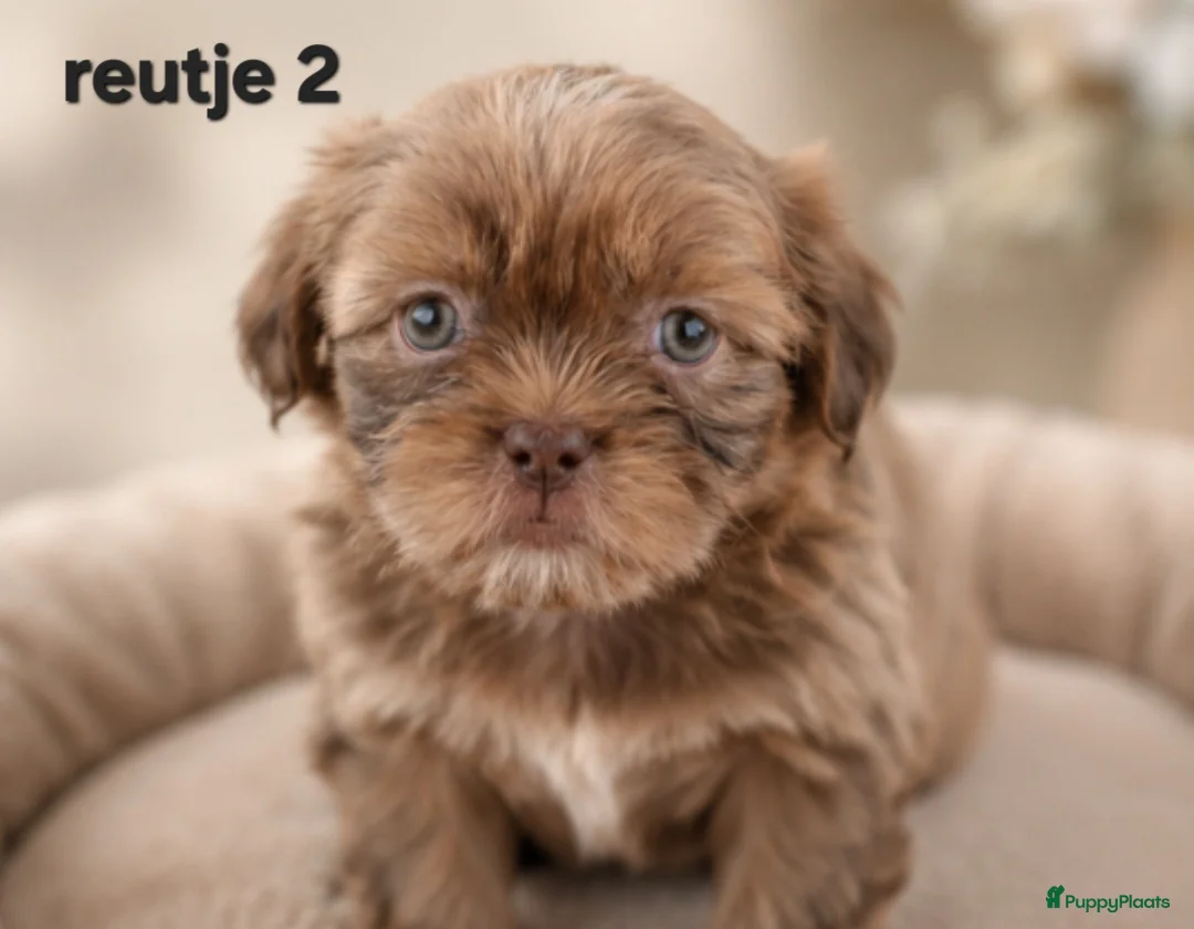 Kruising honden te koop: Mooie gezonde boomer pups. Maltezer maal shih tzu - Advertentie 1