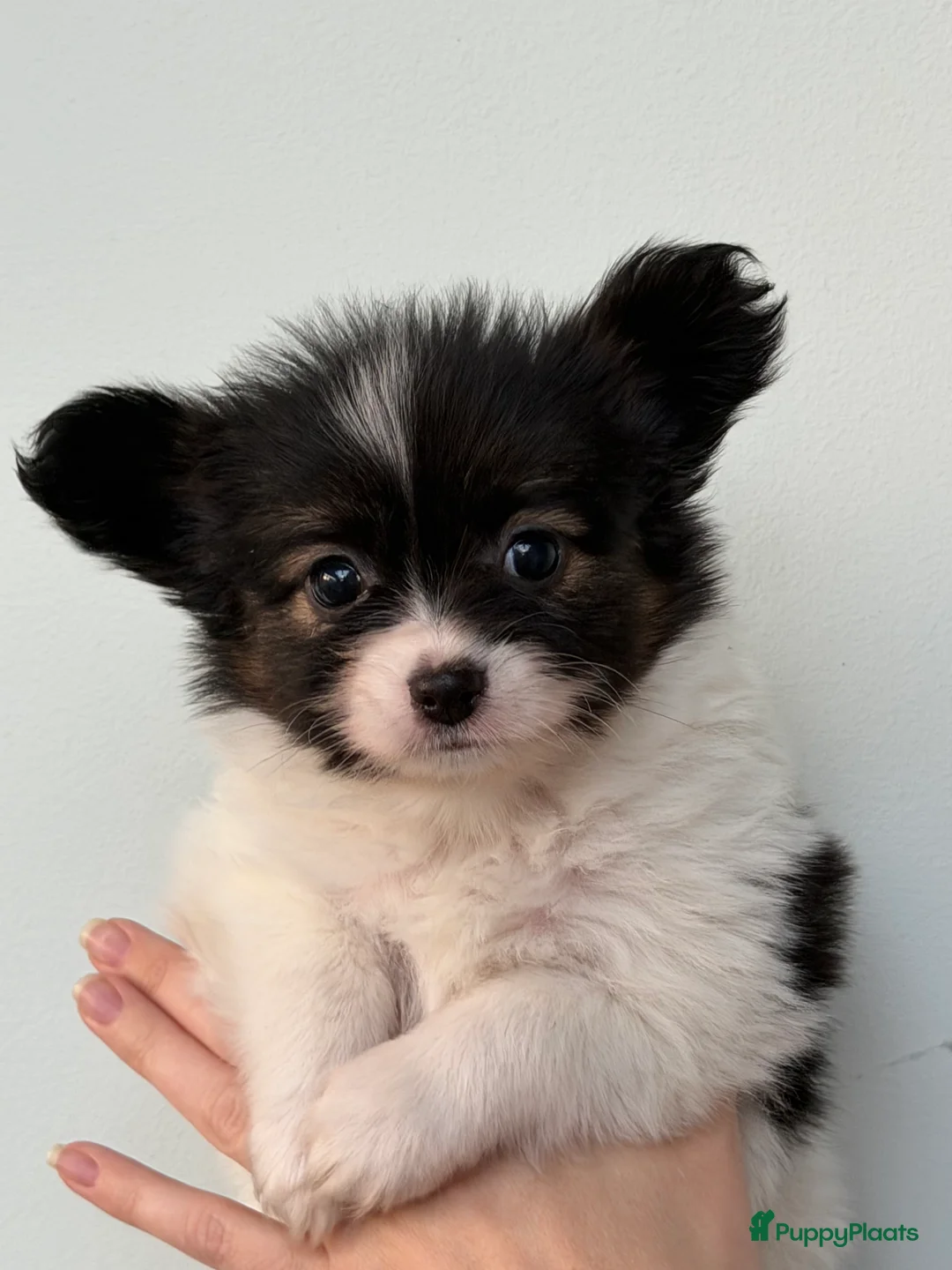 Vlinderhondje honden te koop: Raszuivere Papillon pups - Advertentie 7