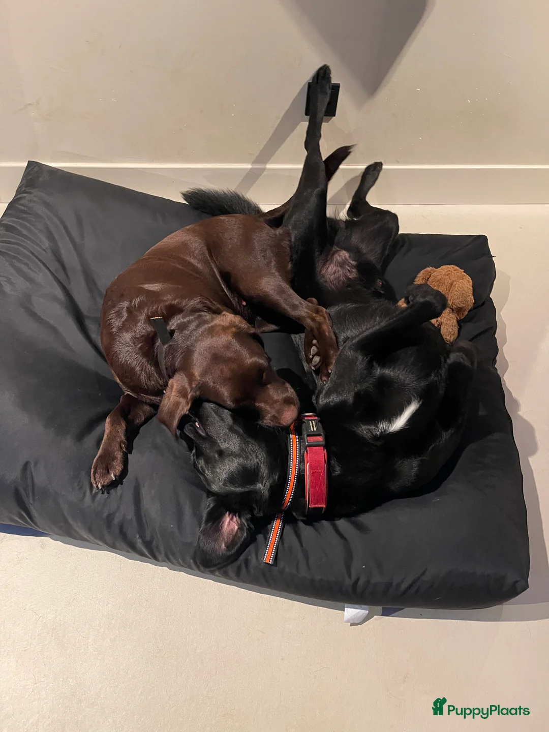 Kruising honden te koop: Labrador (kruising) puppy's te koop - Advertentie 13