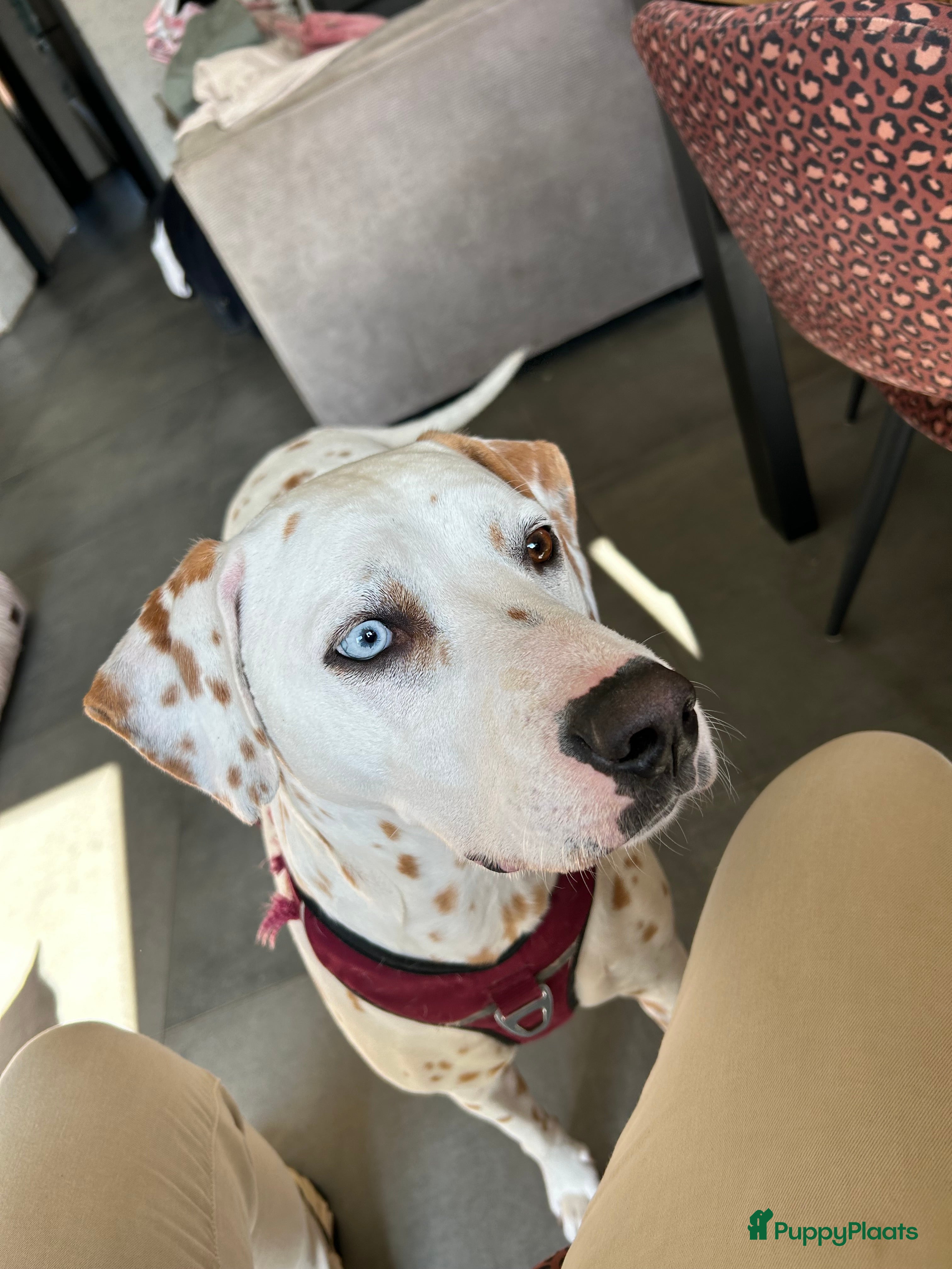 Kruising honden Aankondiging nestje Dalmador - Advertentie 4