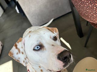 Kruising honden Aankondiging nestje Dalmador - Advertentie 4