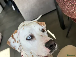 Kruising honden Aankondiging nestje Dalmador - Advertentie 4