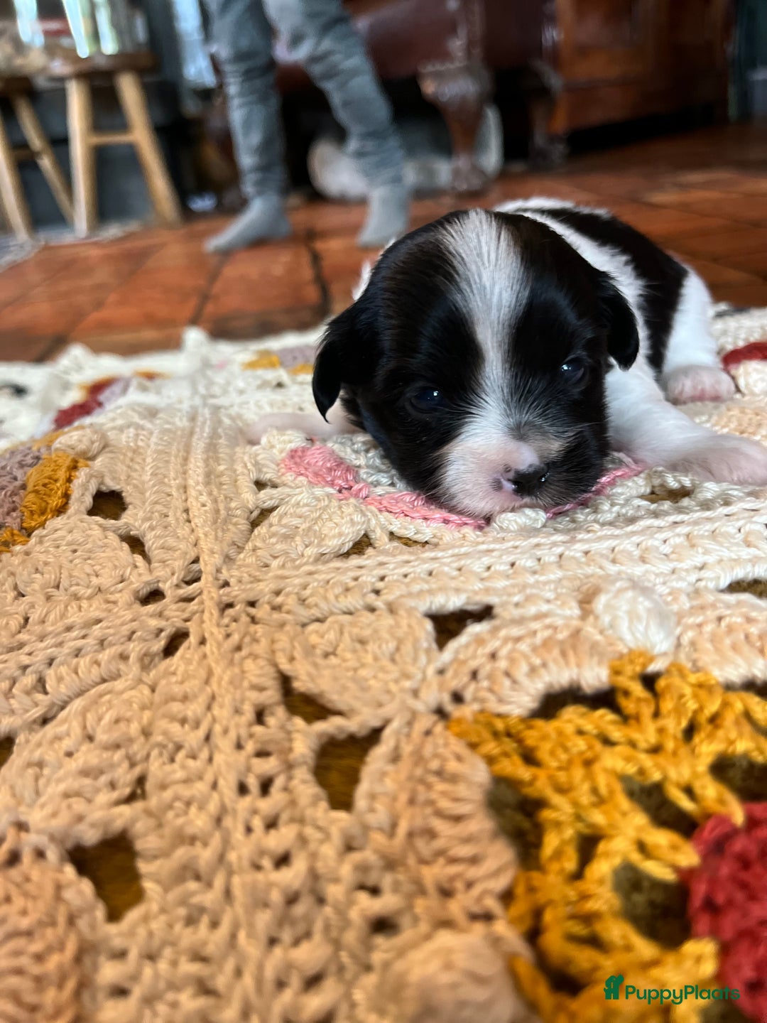 Kruising honden te koop: Kruising Boomer chihuahua !!nog twee beschikbaar!! - Advertentie 30