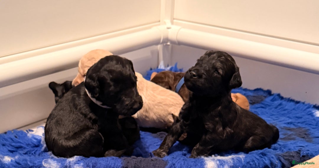 Kruising honden te koop: Goldendoodle/labradoodle  - Advertentie 11