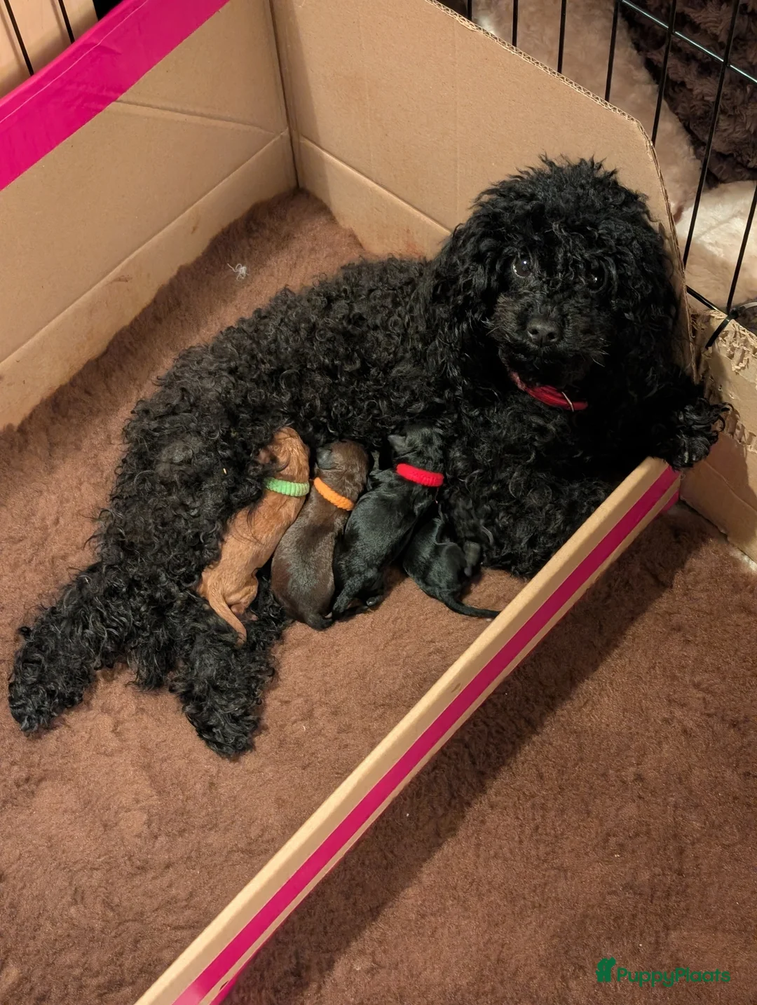 Poedel Toy honden te koop: Toypoedel puppies  - Advertentie 32