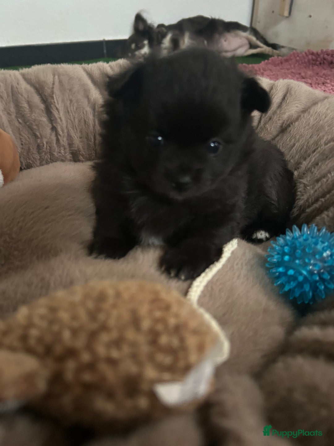 Pomchi honden te koop: Pomchi reutje - Advertentie 14