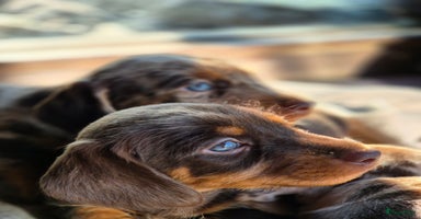 Teckel (korthaar)  honden - Advertentie 12