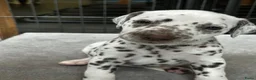 Dalmatiër honden te koop: Dalmatiër Pups van erkende fokker! - Advertentie 9