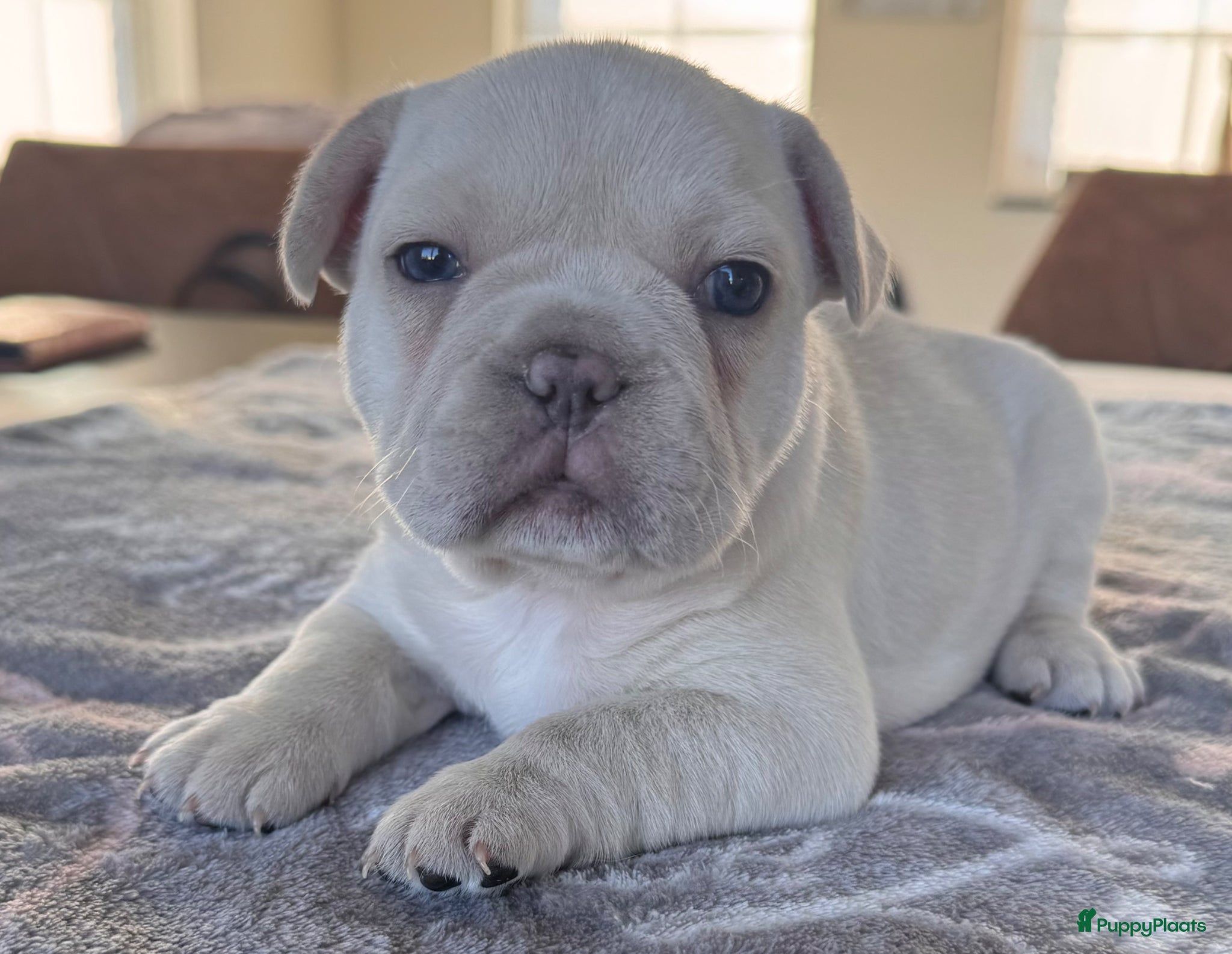 Franse Bulldog honden Isabella platinum Frans Bulldog teefje   - Advertentie 4