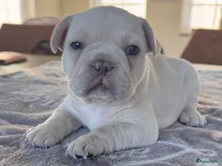 Franse Bulldog honden Isabella platinum Frans Bulldog teefje - Advertentie 4