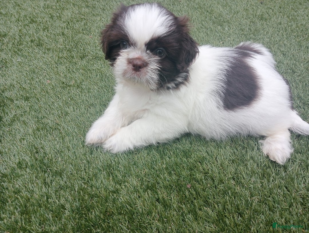 Shih Tzu honden te koop: Raszuivere Shih tzu pups nog 1 teefje en 1 reutje  - Afbeelding 11