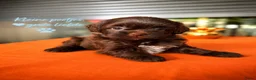 Maltipoo honden te koop: Maltipoo pup - Advertentie 14