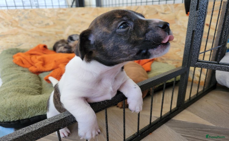 Jack Russel Terriër honden - Advertentie 2