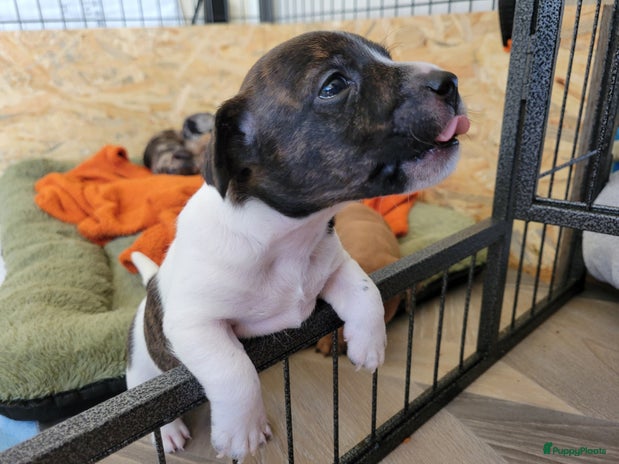 Jack Russel Terriër honden - Advertentie 2