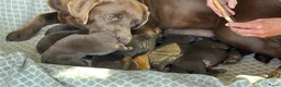 Labrador Retriever honden te koop: Prachtige bruine Labrador pups te koop  - Advertentie 6