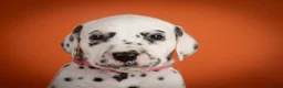 Dalmatiër honden te koop: Dalmatier pups - Advertentie 19