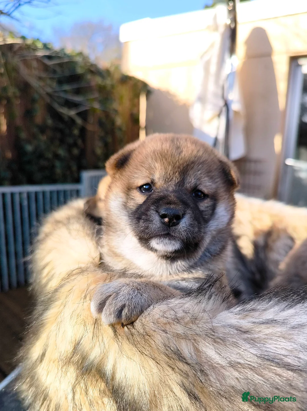 Shiba honden te koop: Shiba Inu pups met stamboom en gezondheidstesten - Advertentie 4