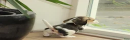 Beagle honden te koop: Beagle pups met stamboom  - Advertentie 11