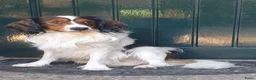 Kooikerhondje honden te koop: kooikerpups verwacht in Udenhout - Advertentie 7