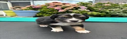 Australian Shepherd honden te koop: Lieve Australian Shepherd pups - Advertentie 21