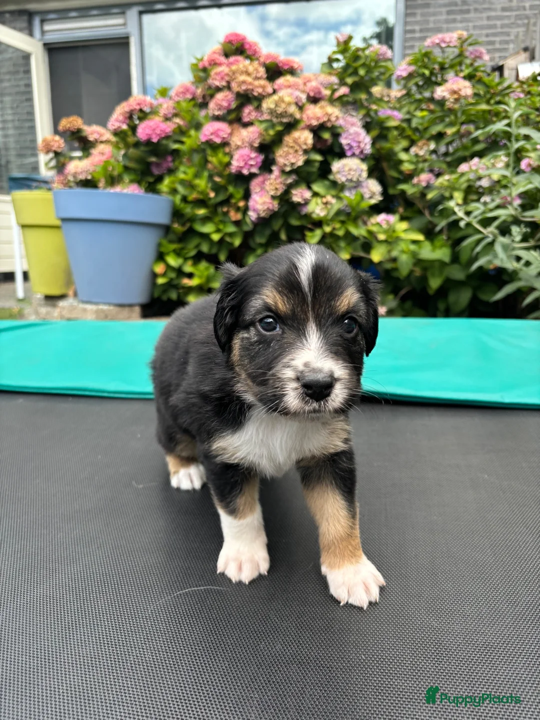 Australian Shepherd honden te koop: Lieve Australian Shepherd pups - Advertentie 21