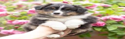 Australian Shepherd honden te koop: Australian shepherd pups - Advertentie 3