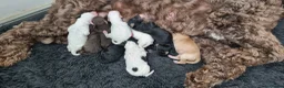 Australian Labradoodle honden te koop: Australian Labradoodle pups - Advertentie 3