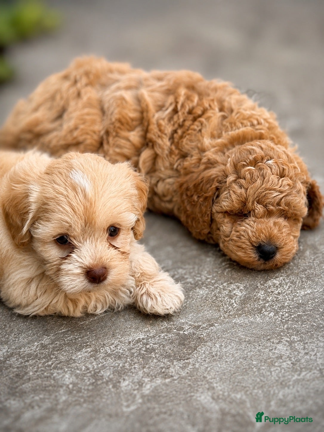 Maltipoo honden Maltipoo pup - Advertentie 2