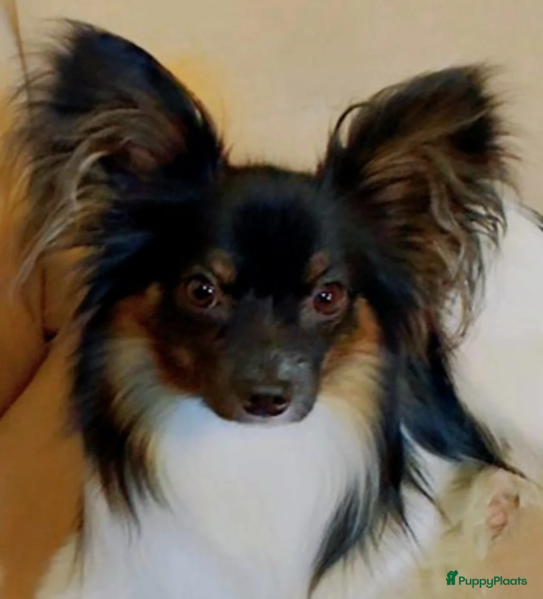 Vlinderhondje honden te koop: Prachtig Vlindertje - Advertentie 8