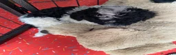 Dwergpoedel honden te koop: Dwergpoedel harlekijn zwart/wit  - Advertentie 12