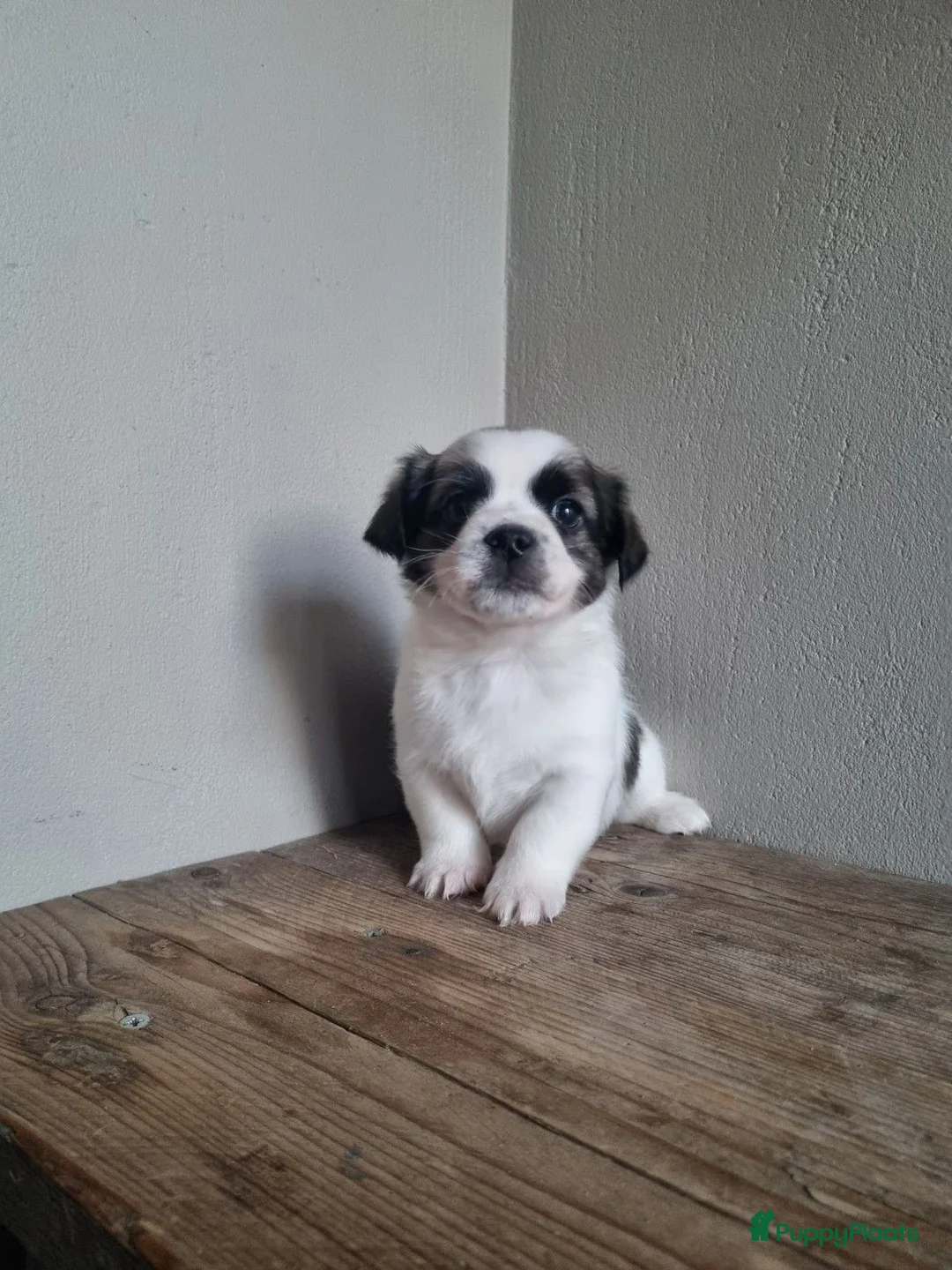Boomer honden te koop: Jack Russel pup in Lunteren - Advertentie 2