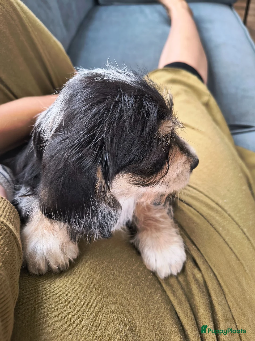 Kruising honden te koop: Prachtige pup teckel x maltezer - Advertentie 11