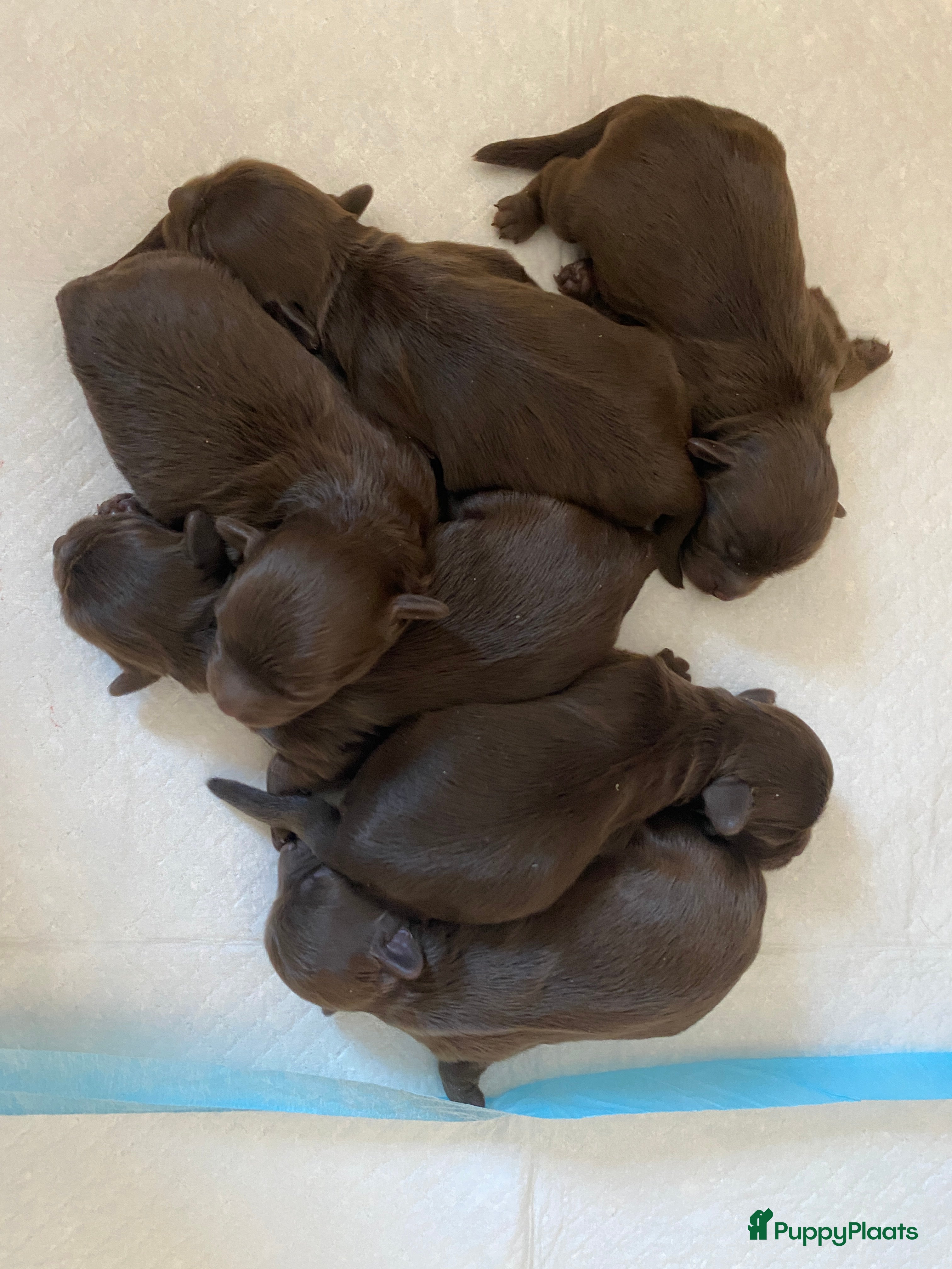 Shihpoo honden Prachtige choco Shihpoo’s te reserveren - Advertentie 2