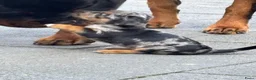 Jack Russel Terriër honden te koop: 5 lieve jack Russell puppy’s  - Advertentie 9