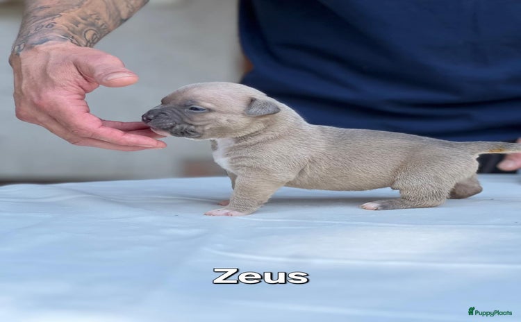 Amerikaanse Bully honden - Advertentie 2