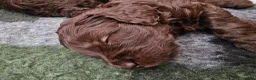 Kruising honden te koop: Leuke medium doodle pups zoeken gouden mandje! - Advertentie 20