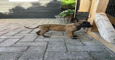 Mechelse Herder honden - Advertentie 9