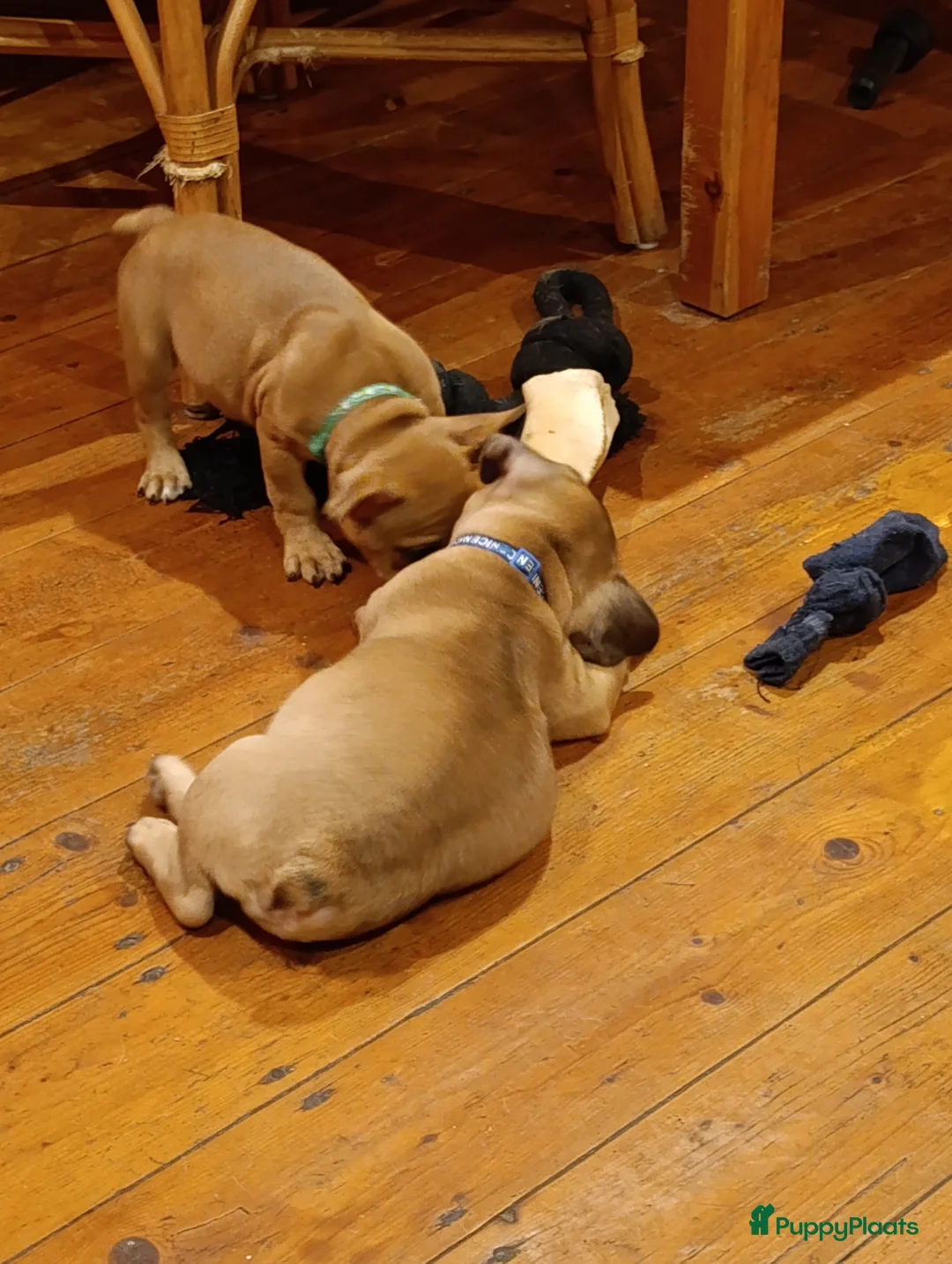 Franse Bulldog honden te koop: Franse bulldog raszuiver FCI (geteste ouders)  - Advertentie 9