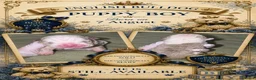 Engelse Bulldog honden te koop: Engelse bulldog puppies - Advertentie 2