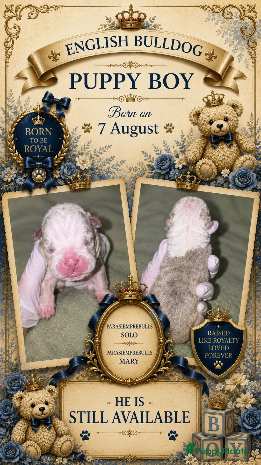 Engelse Bulldog honden te koop: Engelse bulldog puppies - Advertentie 2