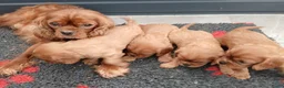 Cavalier King Charles Spaniel honden te koop: Cavalier King Charles Spaniel pups - Advertentie 2