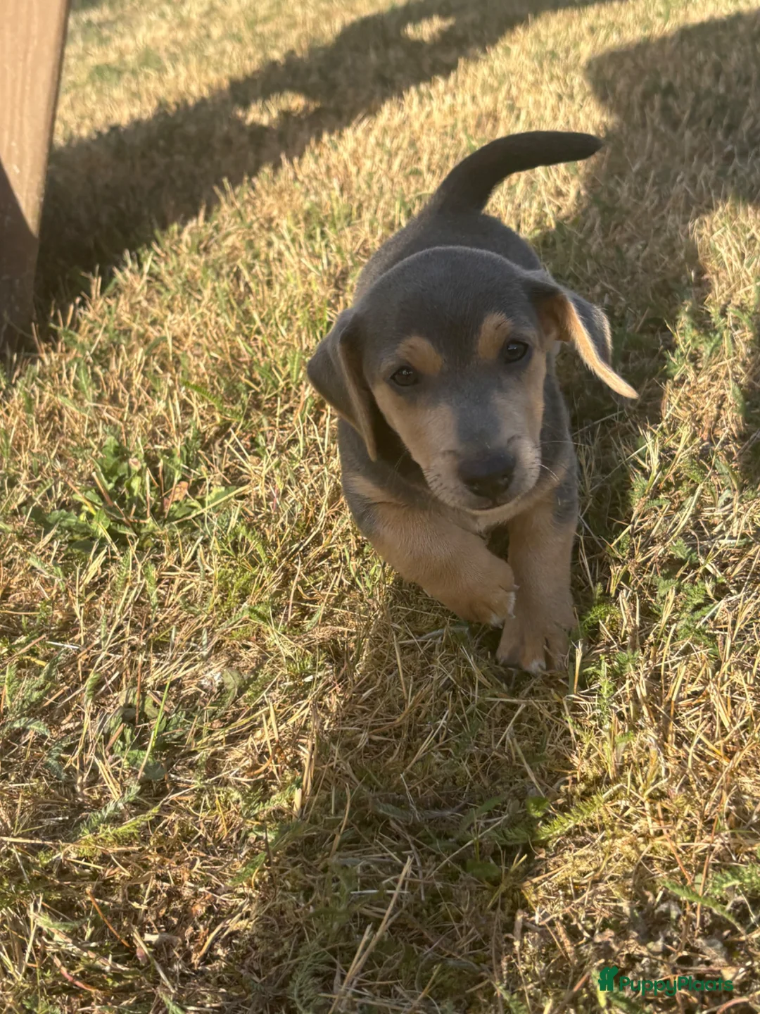 Jack Russel Terriër honden te koop: Jack russel pups - Advertentie 2