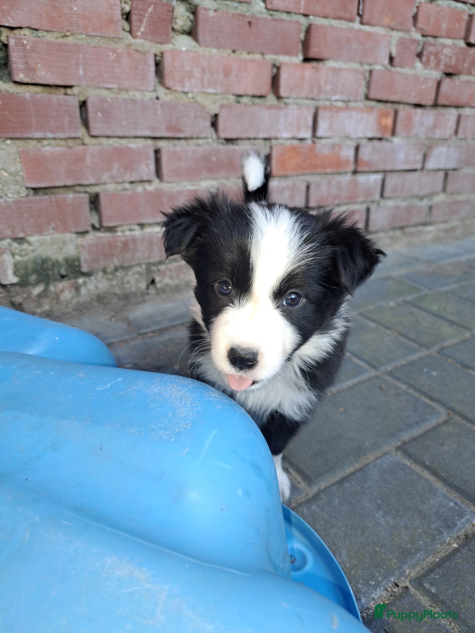 Border Collie honden Border collie pups - Advertentie 14