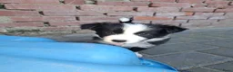 Border Collie honden te koop: Border collie pups - Advertentie 4