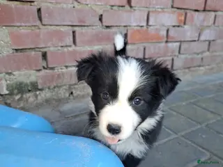 Border Collie honden Border collie pups - Advertentie 14