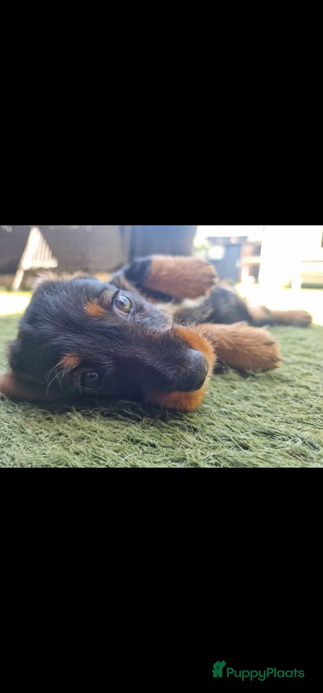 Ruwhaar Teckel honden te koop: Ruwharige teckel pups - Advertentie 2