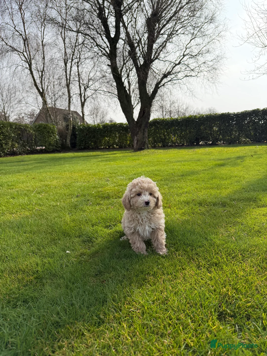 Labradoodle honden te koop: Mini Doodle (Poedel x Mini Labradoodle) pups - Advertentie 9